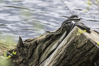 Grass snake (Natrix natrix), Emsland, Lower Saxony, Germany, Europe