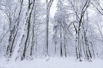 Snow-covered deciduous forest in winter, Hainich National Park, Thuringia, Germany, Europe