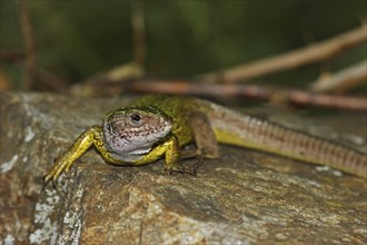 Green lizard, Lacerta viridis, European green lizard