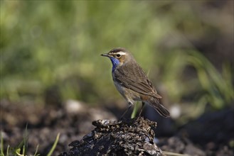 Bluethroat, Luscinia svecica, bluethroat