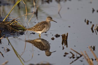 Wood sandpiper, Tringa glareola, wood sandpiper