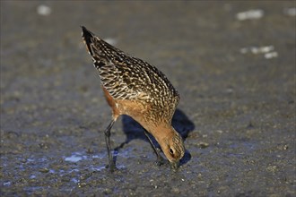 Bar-tailed godwit, Limosa lapponica, bar-tailed godwit