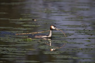 Great Crested Grebe, Podiceps Scalloped ribbonfish, great crested grebe