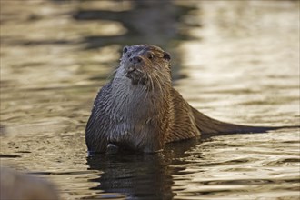 Fischotter, Lutra lutra, Eurasian otter