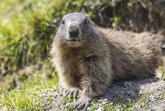 Alpine marmot (Marmota marmota) . Obergoms, Canton Valais, Switzerland, Europe