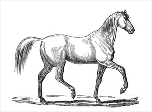 Horse in the pass, Amble, Zeltergang, Illustration from 1885, Historical, digital reproduction of