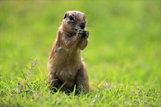 Cape ground squirrel (Xerus inauris), adult, alert, standing upright, feeding, Mountain Zebra