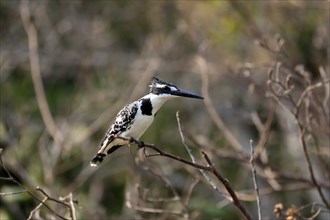 Pied kingfisher (Ceryle rudis), adult, aut Warte, alert, Saint Lucia Estuary, Isimangaliso Wetland