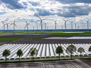 Agriculture, large areas with foil tunnel, for the cultivation of strawberries, freshly cultivated