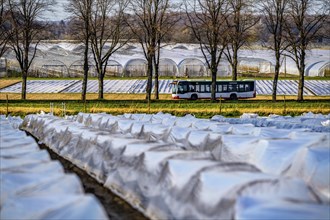 Asparagus fields, asparagus stems under foil, for faster growth, in the background foil greenhouses