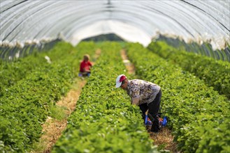 Harvesting strawberries, harvest helper, strawberry cultivation in the open field, under a foil