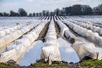 Wet asparagus fields, asparagus stems under foil, for faster growth, near Kirchhellen, district of