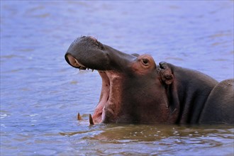 Hippopotamus (Hippopatamus amphibius), adult, yawning, threatening, in water, portrait, Saint Lucia