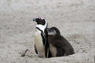 African penguin (Spheniscus demersus), adult with young, at the nest, Boulders Beach, Simonstown,