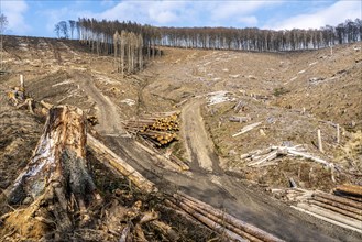 Cleared forest area north of the village of Öventrop, district of Arnsberg, dead spruce stands were