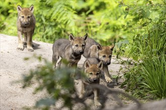 A group of wolf pups stands on a sandy path surrounded by plants, European grey gray wolf (Canis