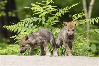 Two wolf pups standing on sandy ground surrounded by green plants, European grey gray wolf (Canis