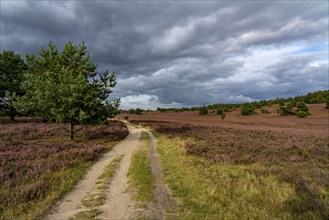 Flowering heath, heather and juniper bushes, near Wilseder Berg, in the Lüneburg Heath nature