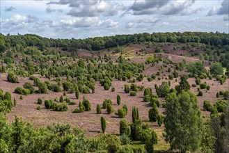 Flowering heath, heather and juniper bushes, in the Totengrund, near the village of Wilsede, in the