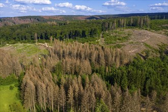 Forest dieback in the Arnsberg Forest nature park Park, over 70 per cent of the spruce trees are