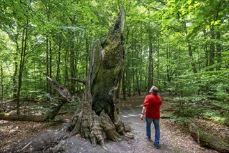 The Sababurg primeval forest, or primeval forest in the Reinhardswald, is a 95-hectare biotope