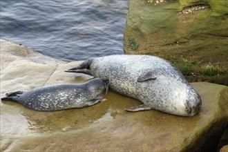 Harbor seal, phoca vitulina vitulina. Baby seal suckling its mother on a rock by the sea. Forillon