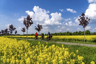 The avenue cycle path between Xanten and Marienbaum, Kalkar, on the Lower Rhine, former railway