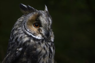 Long-eared owl (Asio otus), portrait, Bavarian Forest National Park, Bavaria, Germany, Europe