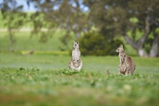 Close-up of eastern grey kangaroos (Macropus giganteus) wildlife on a meadow in Australia