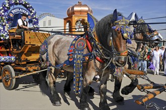 Horses, brewery horses, cold-blooded horses, draught horses in front of carriages with beer