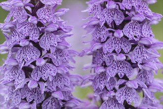 Southern marsh orchid (Dactylorhiza praetermissa), Emsland, Lower Saxony, Germany, Europe