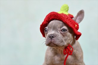 Cute young Lilac Brindle French Bulldog dog puppy with knitted strawberry hat