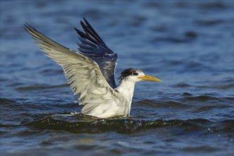 Common Tern, flight photo, (Thalasseus bergii), swimming in water, East Khawr / Khawr Ad Dahariz,