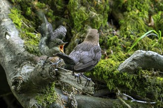 White-throated dipper, Central European dipper (Cinclus cinclus aquaticus) fledgling begging parent