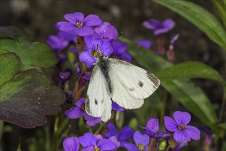 A Small white (Pieris rapae) sitting on flowers of Blue Caucasus (Aubrietta), Baden-Württemberg,