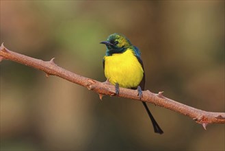 Green-breasted Sunbird, Green-throated Sunbird, Hedydipna platura, Anthodiaeta platura, (Anthreptes