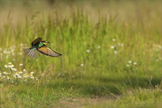 Bee-eater, (Merops apiaster), flight photo, Tiszaalp-r, Kiskuns-gi National Park, B-cs-Kiskun,