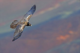 Bearded vulture, bearded vulture (Gypaetus barbatus), Gypaetus barbatus meridionalis, Giant's