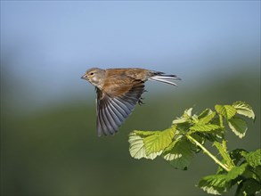 Linnet, Common Linnet, Eurasian Linnet, (Carduelis cannabin), (Acanthis cannabina), Linotte