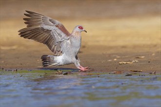 Africa, Gambia, speckled pigeon (Columba guinea), Pigeon roussard, Paloma de Guinea, Pigeon,