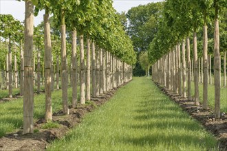 Winter lime (Tilia cordata 'Greenspire'), Rhodo 2014, Federal Republic of Germany