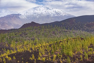 Canary Island pines (Pinus canariensis), Mirador de Chio, Teide National Park, Tenerife, Canary