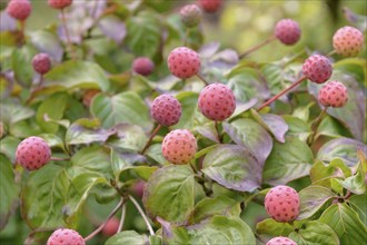 Chinese flowering dogwood (Cornus kousa 'Satomi'), Rombergpark Botanical Garden, Dortmund, North