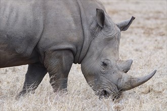 Southern white rhinoceros (Ceratotherium simum simum), adult male feeding on dry grass, head