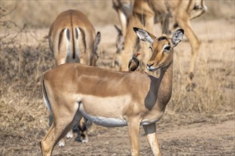 Impala (Aepyceros melampus) with red-billed oxpecker (Buphagus erythrorynchus), black heeler