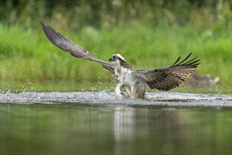 Western osprey (Pandion haliaetus) hunting with a trout, Aviemore, Scotland, Great Britain