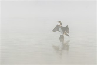 Great Cormorant (Phalacrocorax carbo) sitting on a branch drying its wings. Bas-Rhin, Alsace, Grand