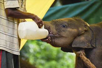 An animal keeper feeds a wild elephant calf, which was rescued after she stray away from her herd,