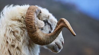 Close-up of a sheep in profile with focussed, large horns, Kallikratis, Kallikratis Gorge, Sfakia,