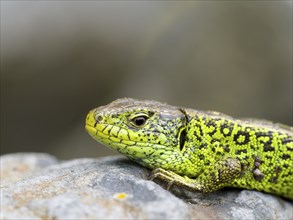 Sand lizard (Lacerta agilis), male on a stone, Wetzlar, Hesse, Germany, Europe